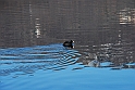 Avigliana Lago Grande In Inverno_009